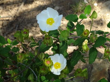 Close-up of plant