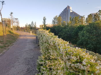 Footpath amidst trees and plants against sky