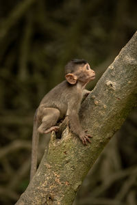 Baby long-tailed macaque climbs leaning tree trunk