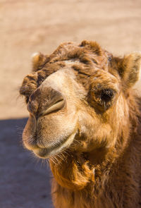 Close-up portrait of a horse