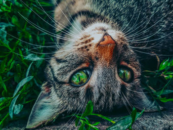 Close-up of a cat