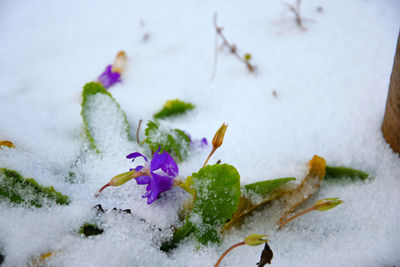 Close-up of frozen plant during winter