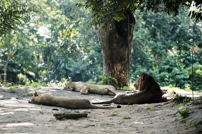 View of two cats resting on tree in forest