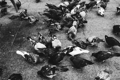 High angle view of ducks on beach