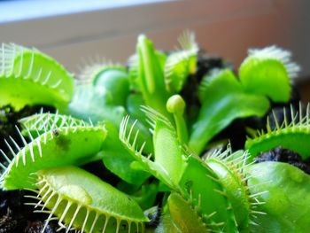 Close-up of potted venus flytrap plant at home