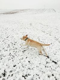 Dog on snow covered landscape