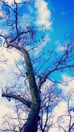 Low angle view of bare trees against sky