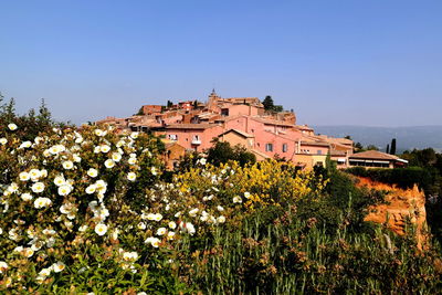 Plants against houses in town against clear sky