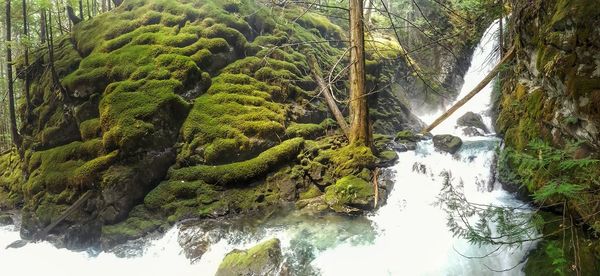 Scenic view of waterfall in forest