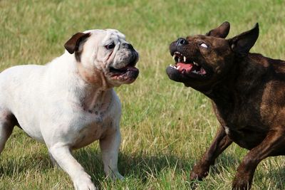 Close-up of dogs sitting on grass