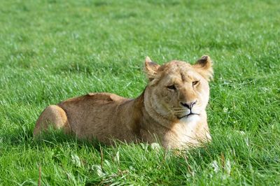 Lion relaxing on field