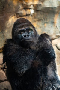 Portrait of black cat sitting in zoo