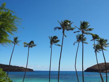 Palm trees on beach against clear sky