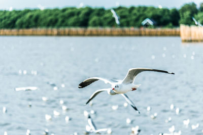 Seagull flying over a lake