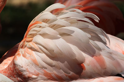 Flamingo feathers 