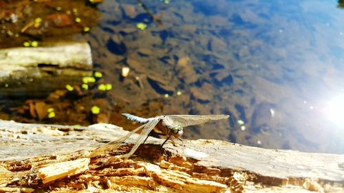 Close-up of dragonfly on wood by lake