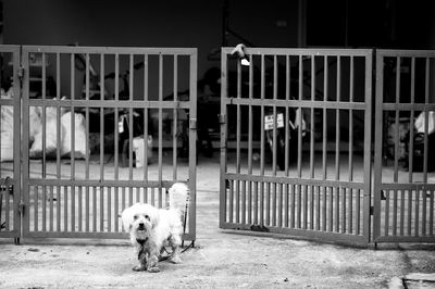 Cute dog standing outdoors