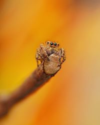 Close-up of spider