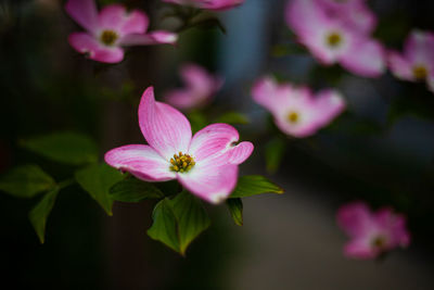 Close-up of pink flowering plant