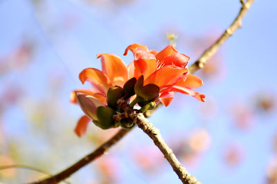 Close-up of pink flowering plant