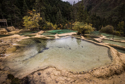 Scenic view of river flowing through forest