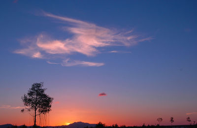 Low angle view of silhouette trees against sky during sunset