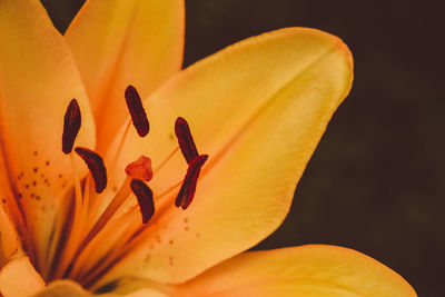 Close-up of orange lily