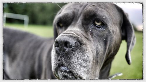 Close-up portrait of dog