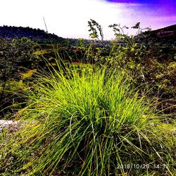 Plants on field against sky