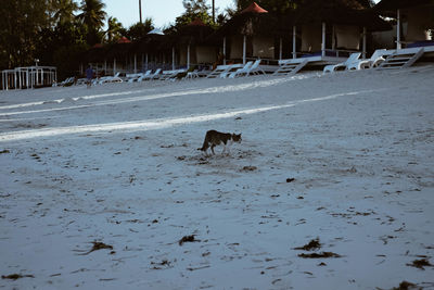 Side view of dog walking on land