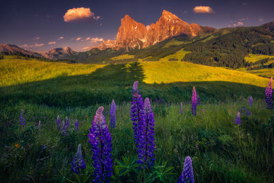 Purple flowering plants on field by mountains against sky