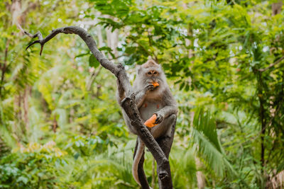 Squirrel on tree