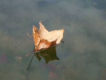 Close-up of maple leaf on wet lake