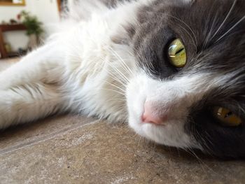 Close-up portrait of cat