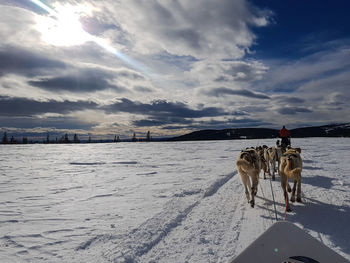 Dog standing on snow covered landscape