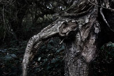 Close-up of tree trunk in forest