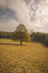 Trees on field against sky