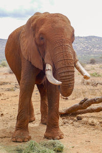 Close up of an african elephant - loxodonta africana at a conservancy in nanyuki, kenya