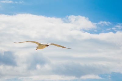 Low angle view of seagull flying in sky