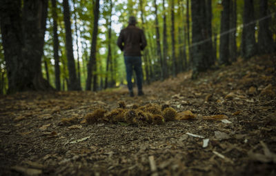 Rear view of man walking in forest,  with chestnut fruits on ground, in el tiemblo, avila, spain