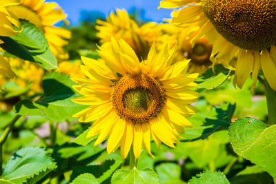 Close-up of yellow flowering plant