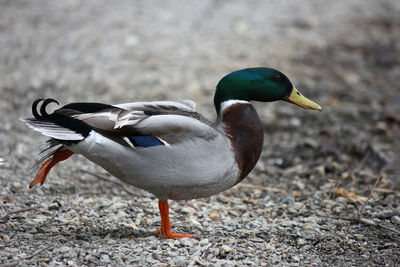 Close-up of mallard duck