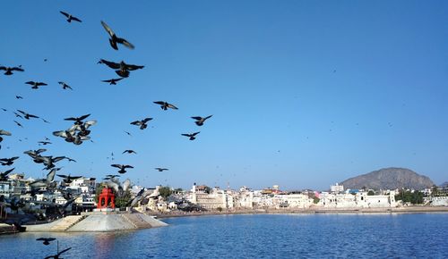 Seagulls flying over sea against clear sky