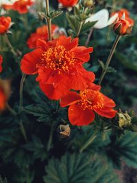 Close-up of orange flower