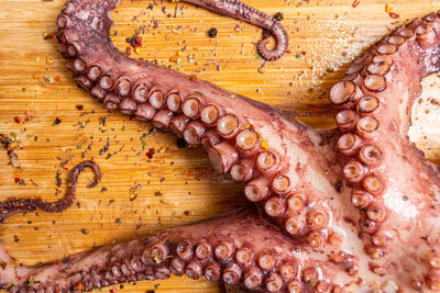 octopus