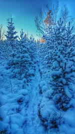 Bare trees on snow covered landscape