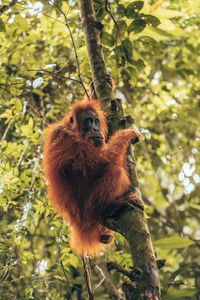 Close-up of monkey on tree