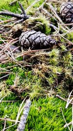 High angle view of field