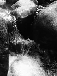 Close-up of turtle swimming in water