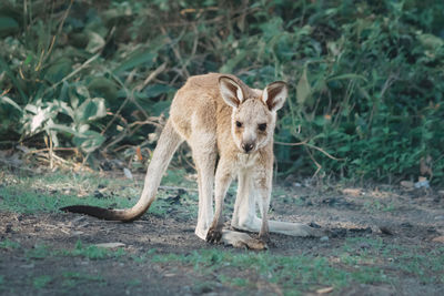 Portrait of baby kangaroo